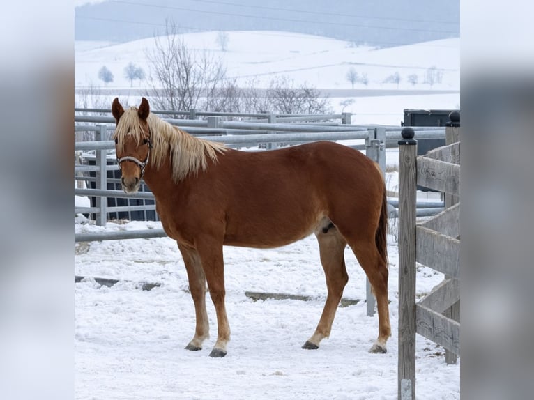 American Quarter Horse Hengst 3 Jahre 153 cm Fuchs in Alfeld (Leine)