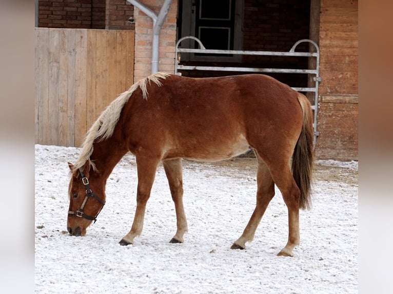 American Quarter Horse Hengst 3 Jahre 153 cm Fuchs in Alfeld (Leine)