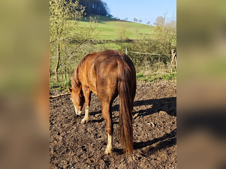 American Quarter Horse Hengst 3 Jahre 154 cm Fuchs in Klingenberg am Main
