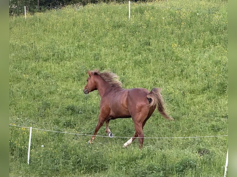 American Quarter Horse Hengst 3 Jahre 154 cm Hellbrauner in &#x160;o&#x161;tanj