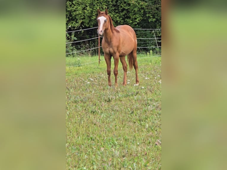 American Quarter Horse Hengst 3 Jahre 154 cm Red Dun in Oberthulba