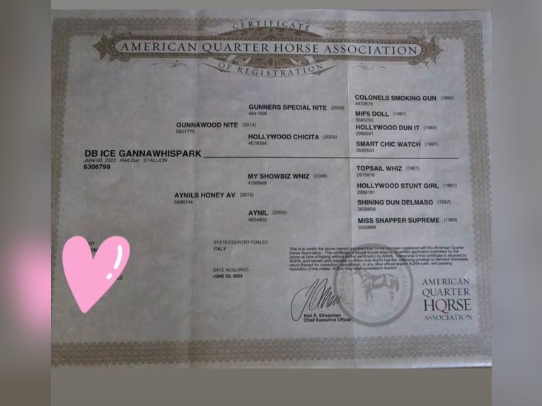 American Quarter Horse Hengst 3 Jahre 154 cm Red Dun in Oberthulba