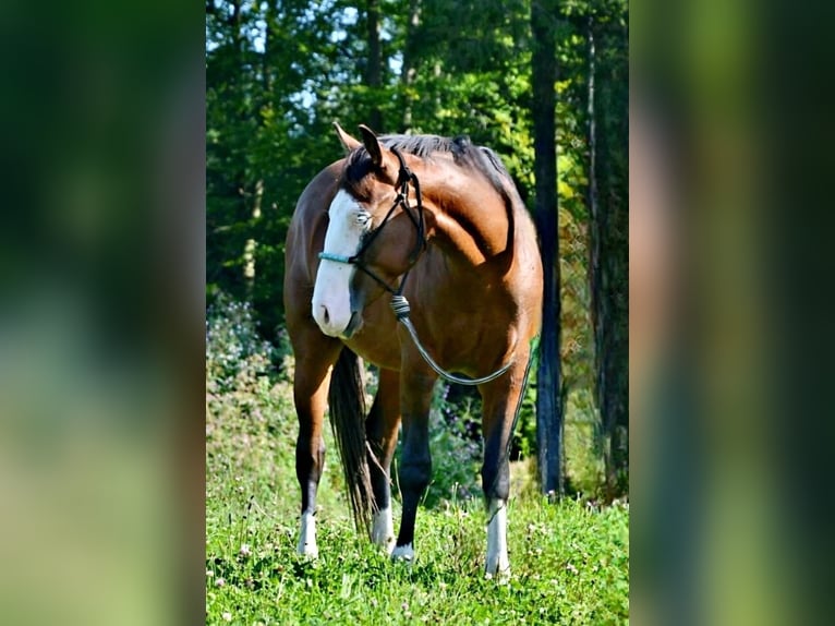 American Quarter Horse Hengst 3 Jahre 155 cm Brauner in Halfing