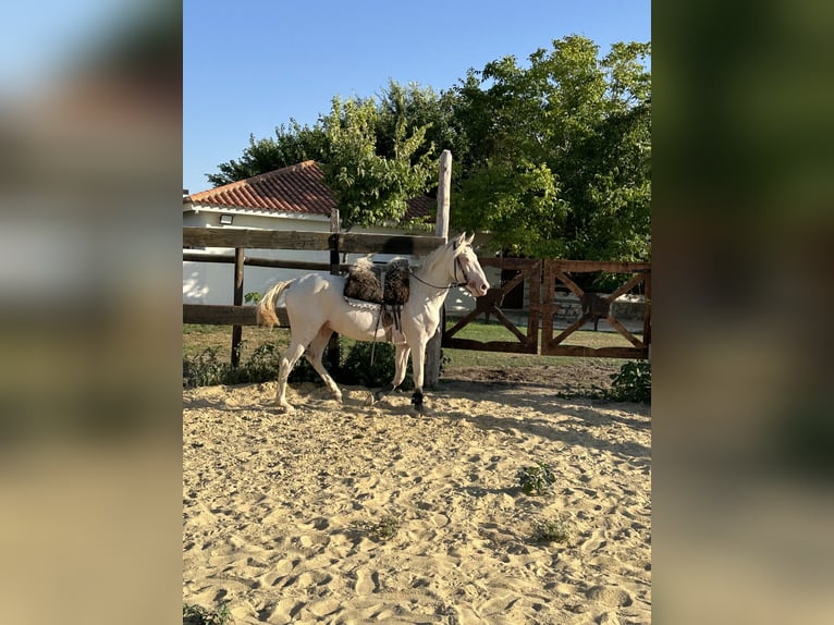 American Quarter Horse Hengst 3 Jahre 155 cm Cremello in Albacete