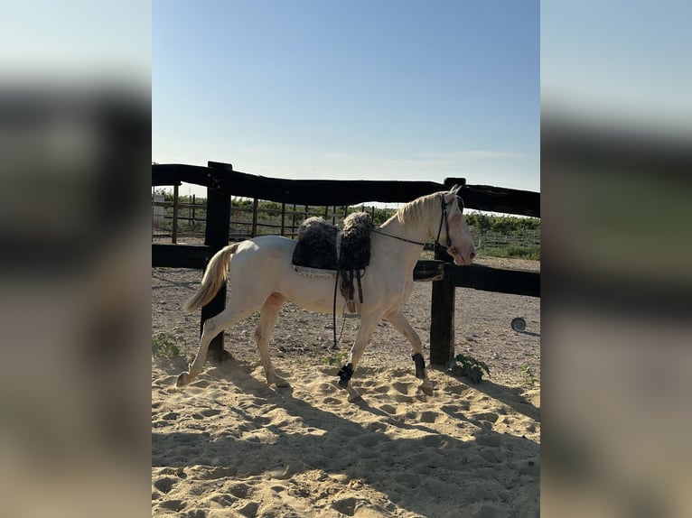 American Quarter Horse Hengst 3 Jahre 155 cm Cremello in Albacete