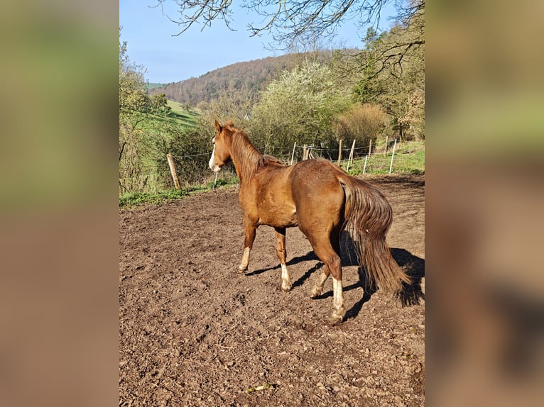 American Quarter Horse Hengst 3 Jahre 155 cm Fuchs in Klingenberg am Main