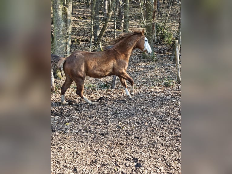 American Quarter Horse Hengst 3 Jahre 155 cm Fuchs in Klingenberg am Main