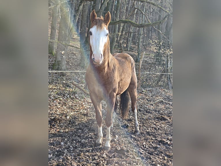 American Quarter Horse Hengst 3 Jahre 155 cm Fuchs in Klingenberg am Main