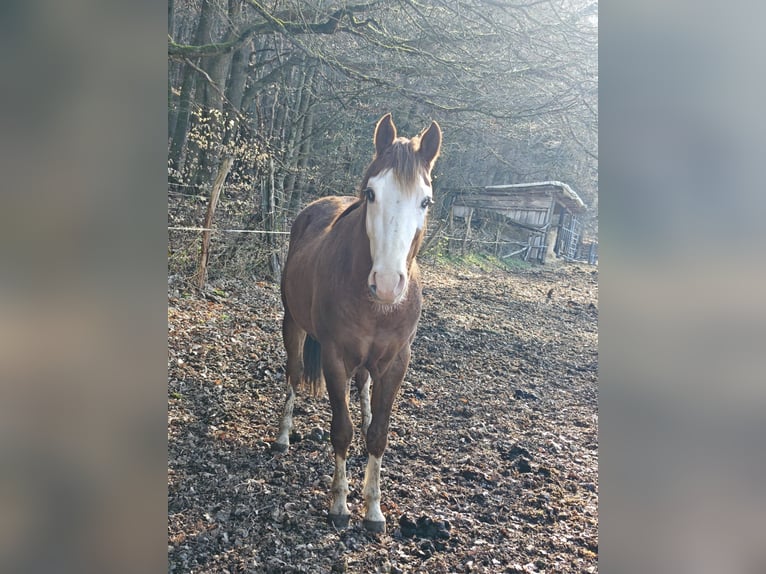 American Quarter Horse Hengst 3 Jahre 155 cm Fuchs in Klingenberg am Main