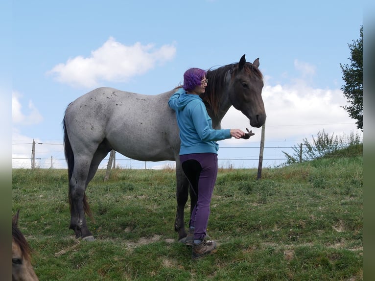 American Quarter Horse Hengst 3 Jahre 158 cm Roan-Blue in Kirchberg