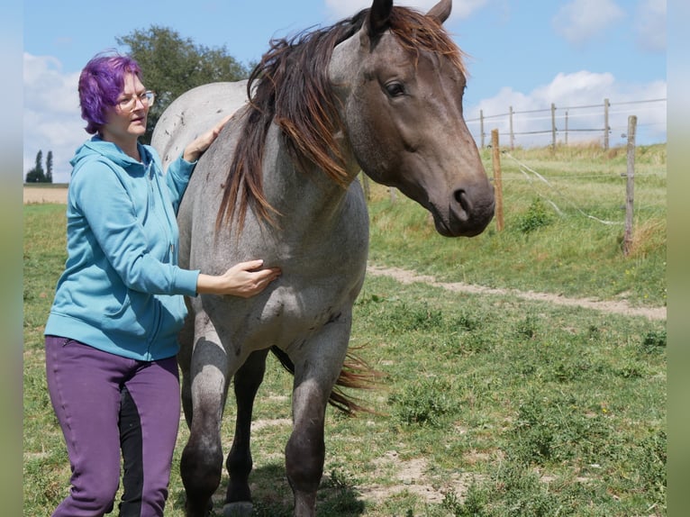 American Quarter Horse Hengst 3 Jahre 158 cm Roan-Blue in Kirchberg