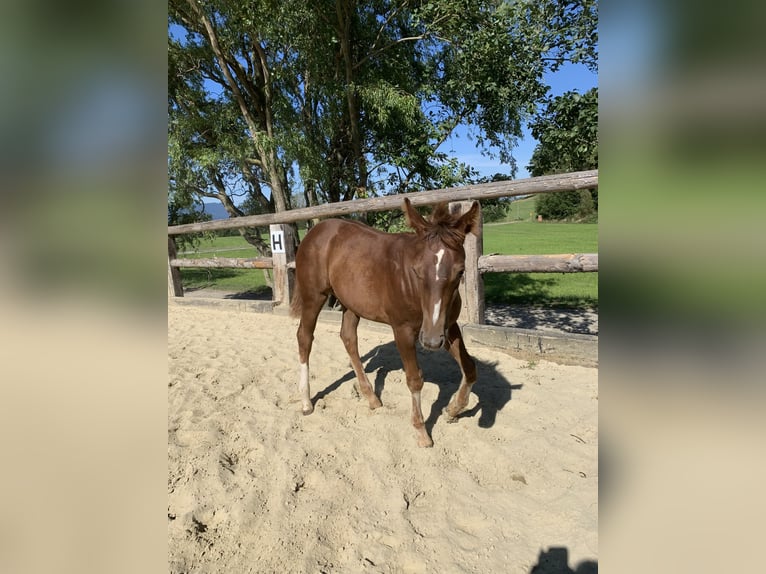 American Quarter Horse Hengst 3 Jahre 160 cm Dunkelfuchs in Rohrdorf