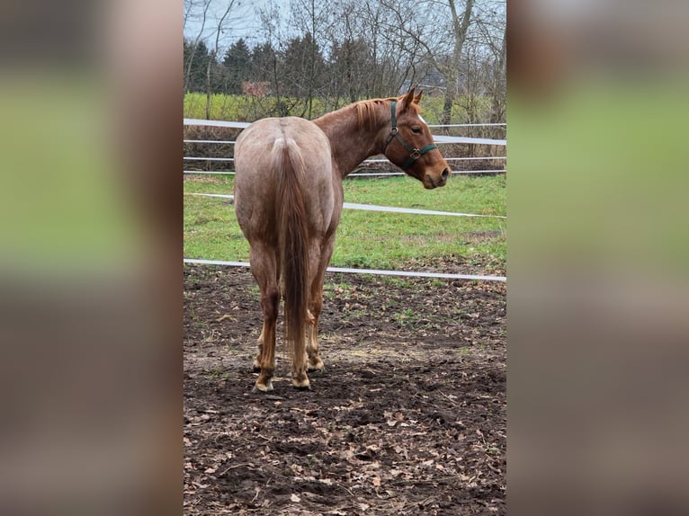 American Quarter Horse Hengst 3 Jahre 160 cm Roan-Red in Winsen (Aller)