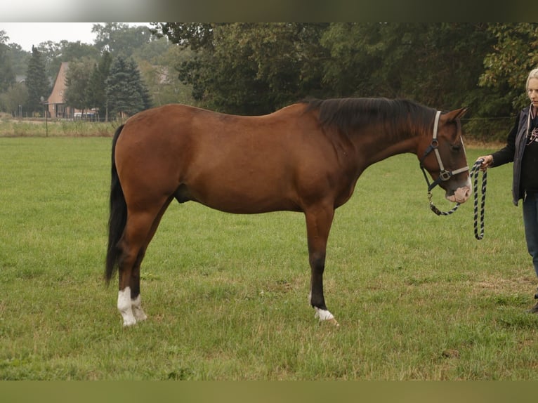 American Quarter Horse Hengst 3 Jahre Brauner in Haren