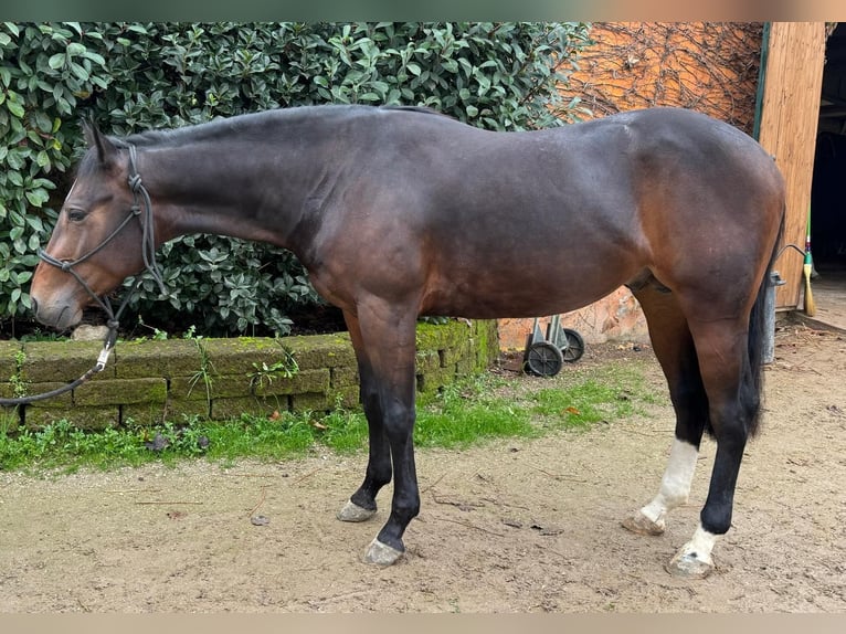 American Quarter Horse Hengst 3 Jahre Brauner in Mooslargue