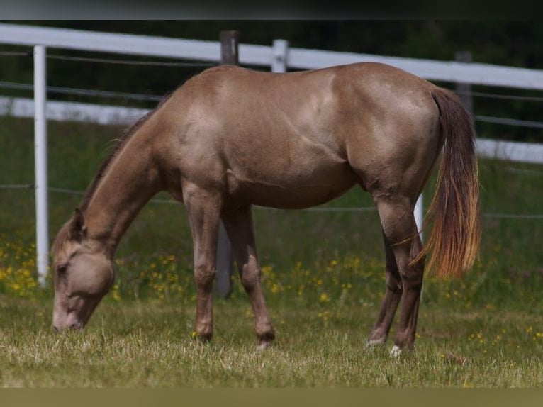American Quarter Horse Hengst 3 Jahre Champagne in Frankfurt