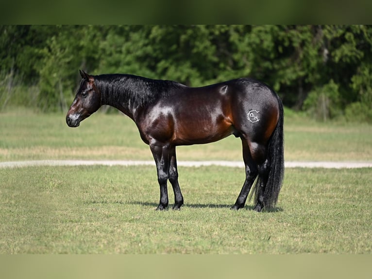 American Quarter Horse Hengst 3 Jahre Dunkelbrauner in Waco