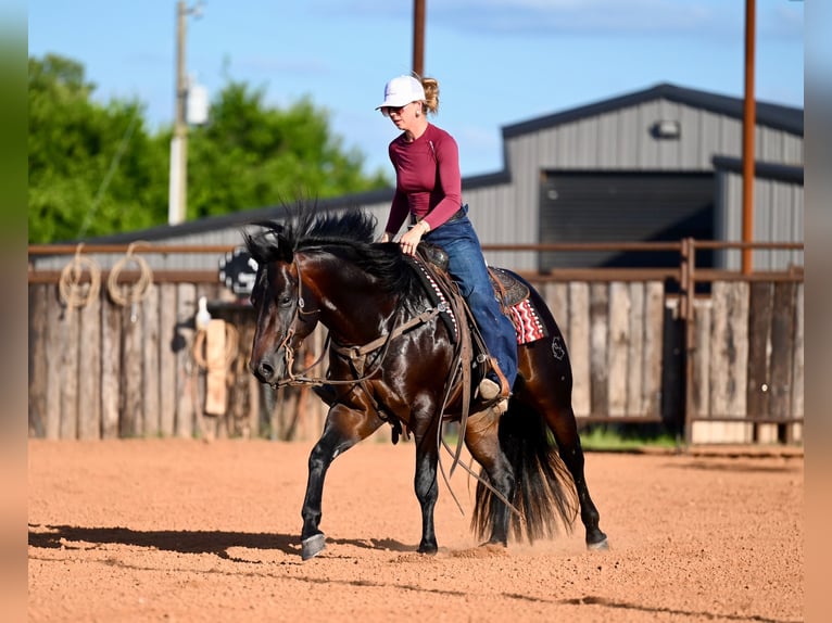 American Quarter Horse Hengst 3 Jahre Dunkelbrauner in Waco