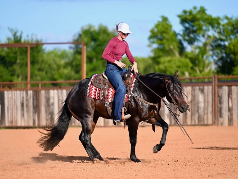 American Quarter Horse Hengst 3 Jahre Dunkelbrauner in Waco