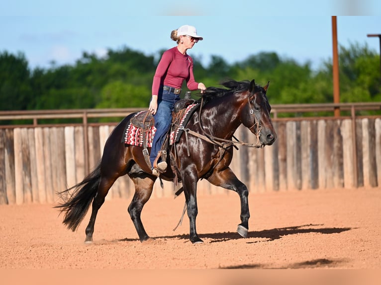 American Quarter Horse Hengst 3 Jahre Dunkelbrauner in Waco