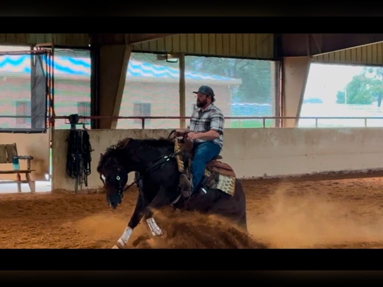 American Quarter Horse Hengst 3 Jahre Dunkelfuchs in Gainesville