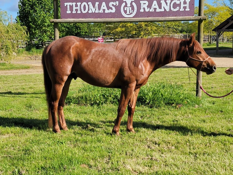 American Quarter Horse Hengst 3 Jahre Dunkelfuchs in Contigné