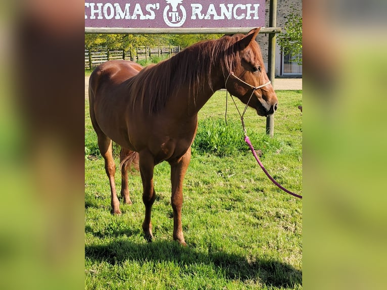 American Quarter Horse Hengst 3 Jahre Dunkelfuchs in Contigné