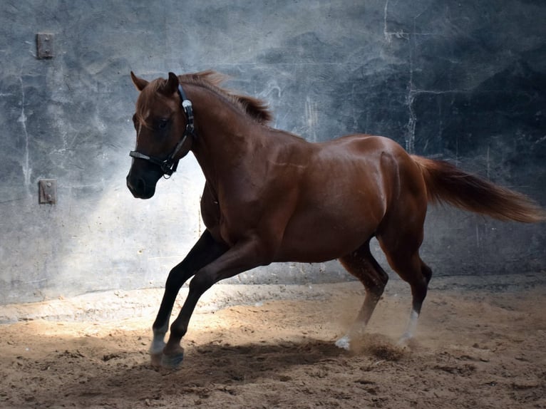 American Quarter Horse Hengst 3 Jahre Fuchs in Petit-Tenquin