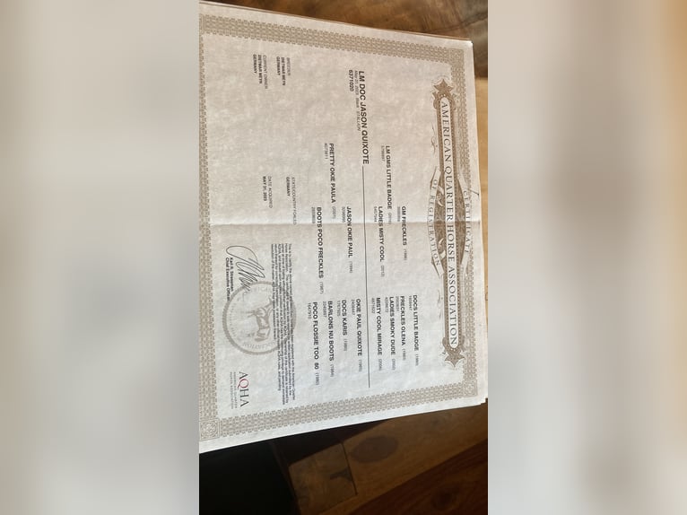 American Quarter Horse Hengst 3 Jahre Rappe in Hennef