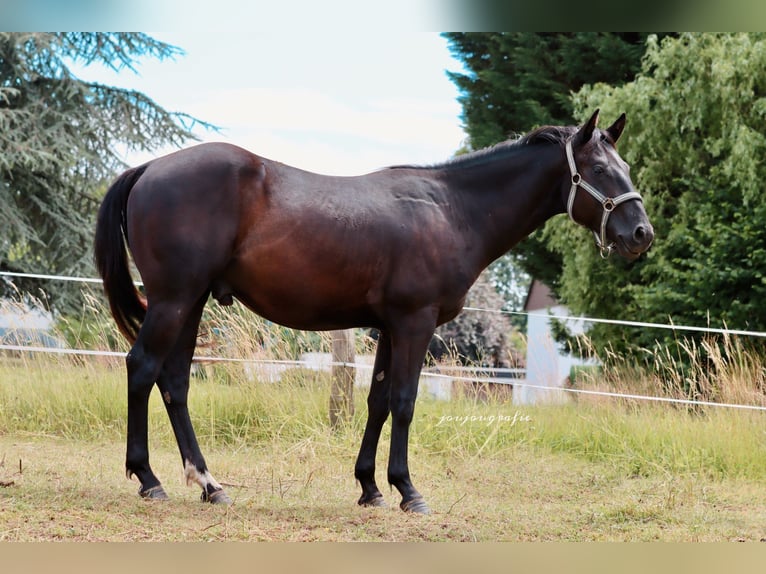 American Quarter Horse Hengst 3 Jahre Rappe in Hennef
