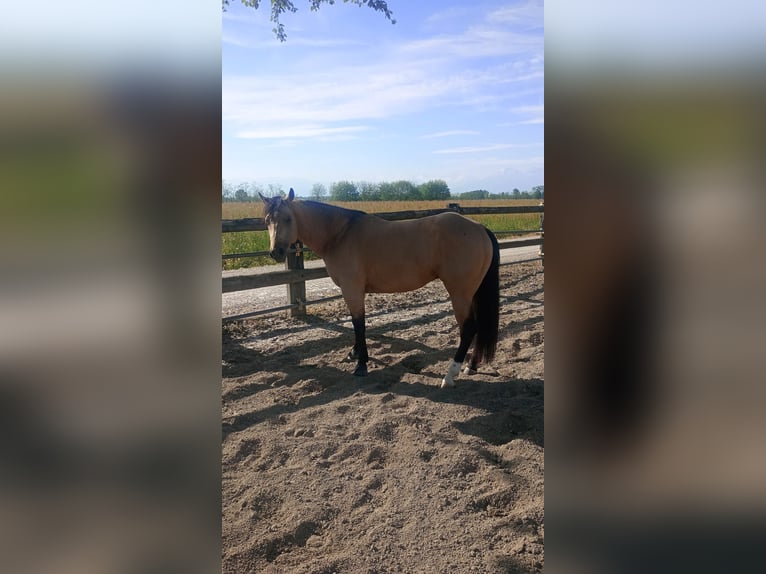 American Quarter Horse Hengst 3 Jahre in Loranze&#39;