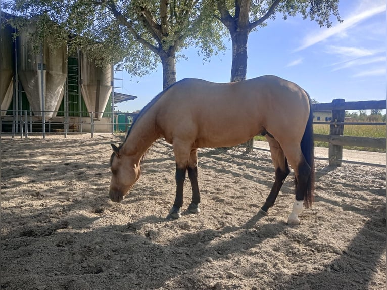 American Quarter Horse Hengst 3 Jahre in Loranze&#39;