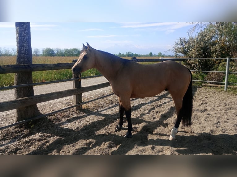 American Quarter Horse Hengst 3 Jahre in Loranze&#39;