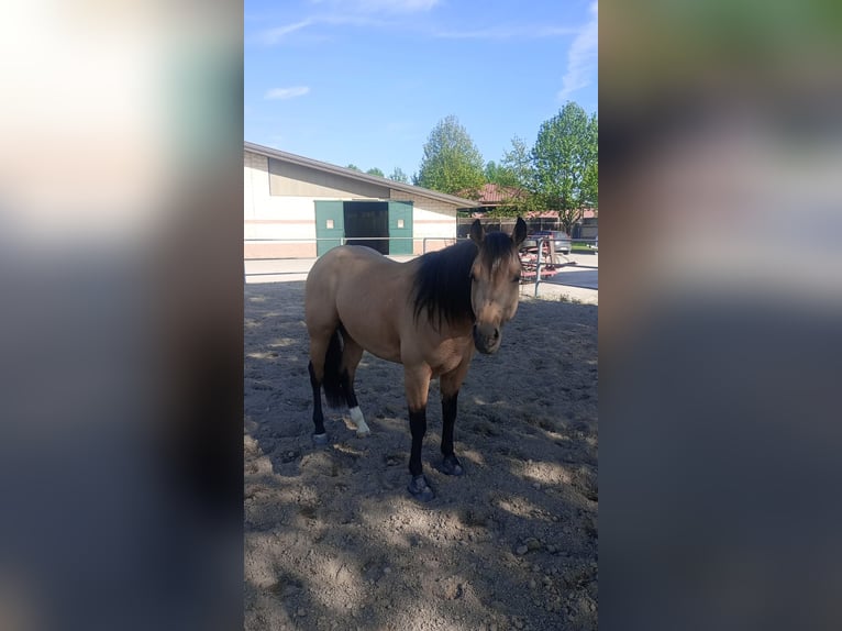 American Quarter Horse Hengst 3 Jahre in Loranze&#39;