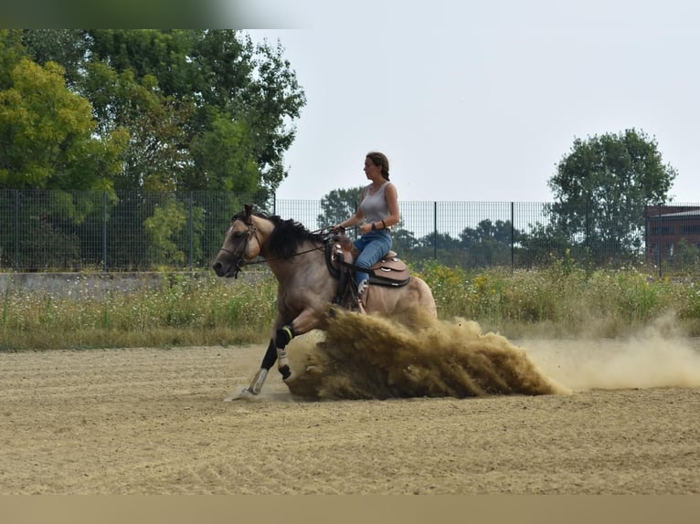 American Quarter Horse Hengst 3 Jahre in Loranze&#39;