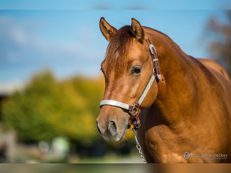 American Quarter Horse Hengst 3 Jahre in Fußach