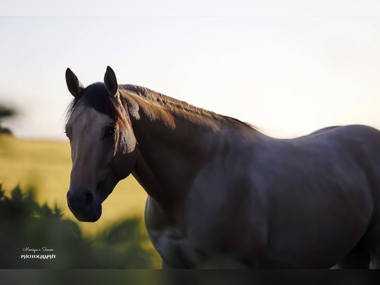 American Quarter Horse Hengst 3 Jahre in Salzgitter Hohenrode