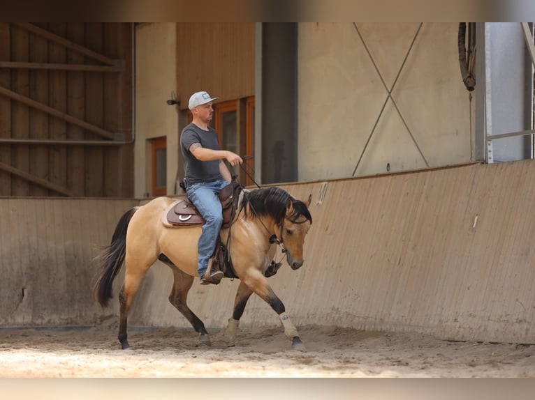 American Quarter Horse Hengst 3 Jahre in Salzgitter Hohenrode