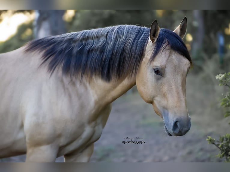American Quarter Horse Hengst 3 Jahre in Salzgitter Hohenrode