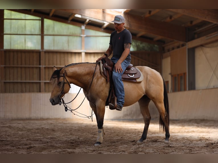 American Quarter Horse Hengst 3 Jahre in Salzgitter Hohenrode