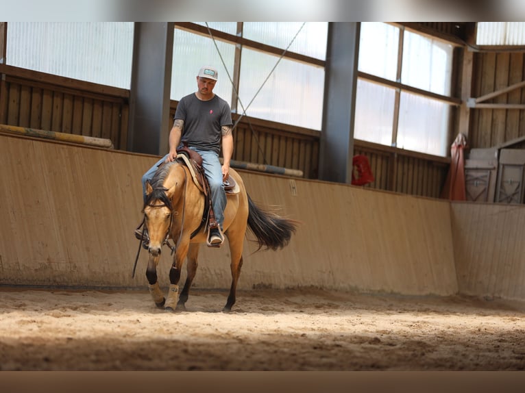 American Quarter Horse Hengst 3 Jahre in Salzgitter Hohenrode