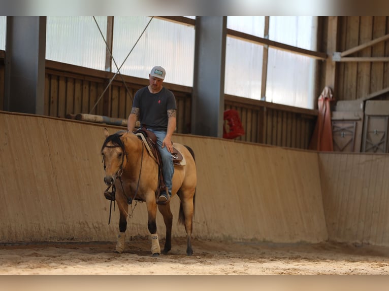 American Quarter Horse Hengst 3 Jahre in Salzgitter Hohenrode
