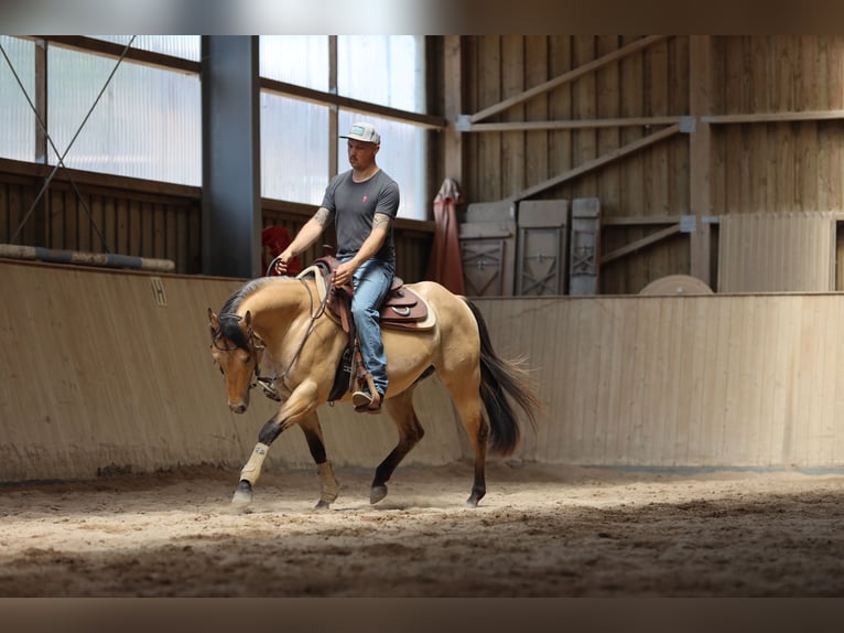 American Quarter Horse Hengst 3 Jahre in Salzgitter Hohenrode