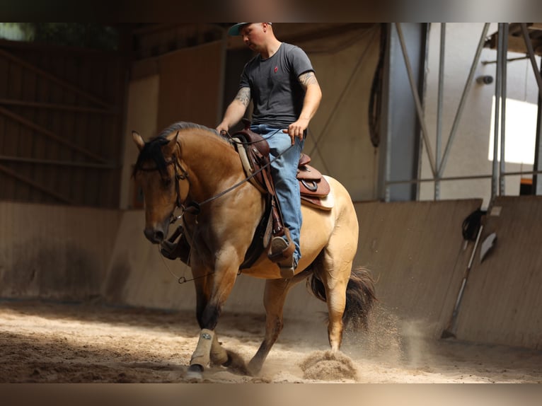 American Quarter Horse Hengst 3 Jahre in Salzgitter Hohenrode