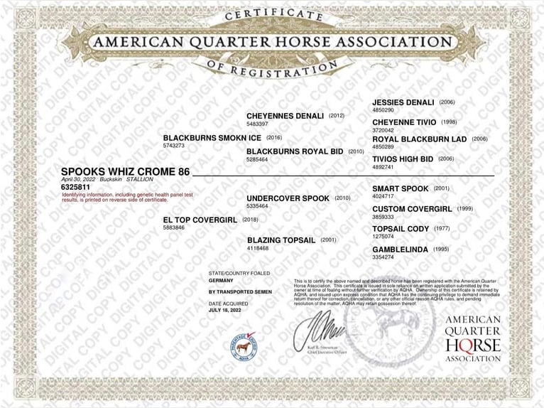 American Quarter Horse Hengst 3 Jahre in Salzgitter Hohenrode