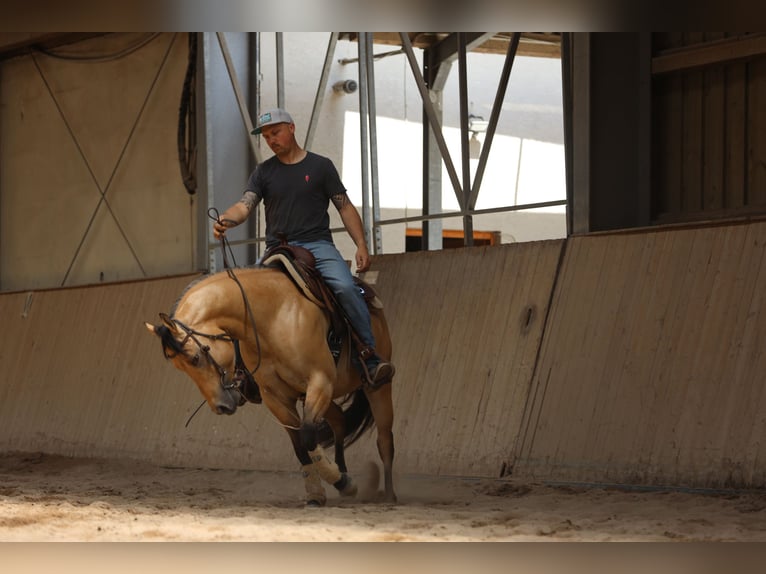American Quarter Horse Hengst 3 Jahre in Salzgitter Hohenrode