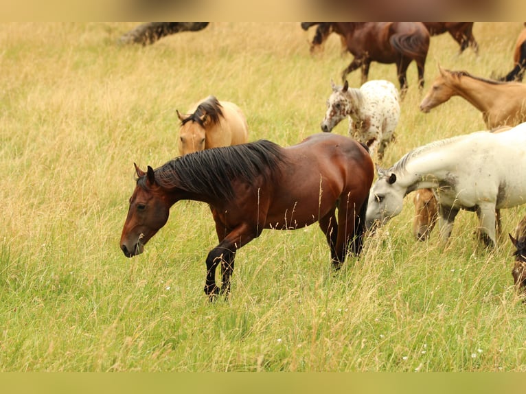 American Quarter Horse Hengst 4 Jaar 140 cm  in Waldshut-Tiengen