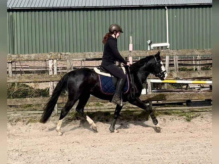American Quarter Horse Hengst 4 Jaar 140 cm Zwart in Barneveld