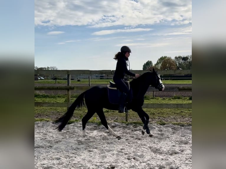 American Quarter Horse Hengst 4 Jaar 140 cm Zwart in Barneveld