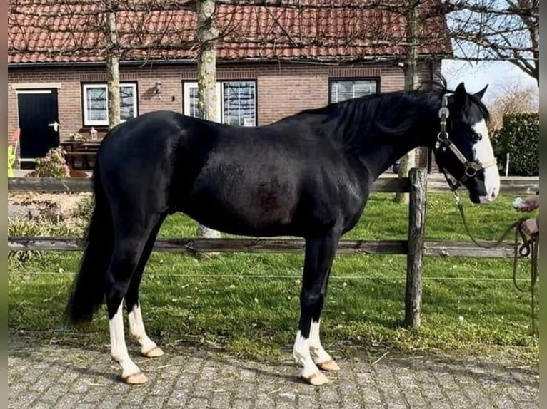 American Quarter Horse Hengst 4 Jaar 140 cm Zwart in Barneveld